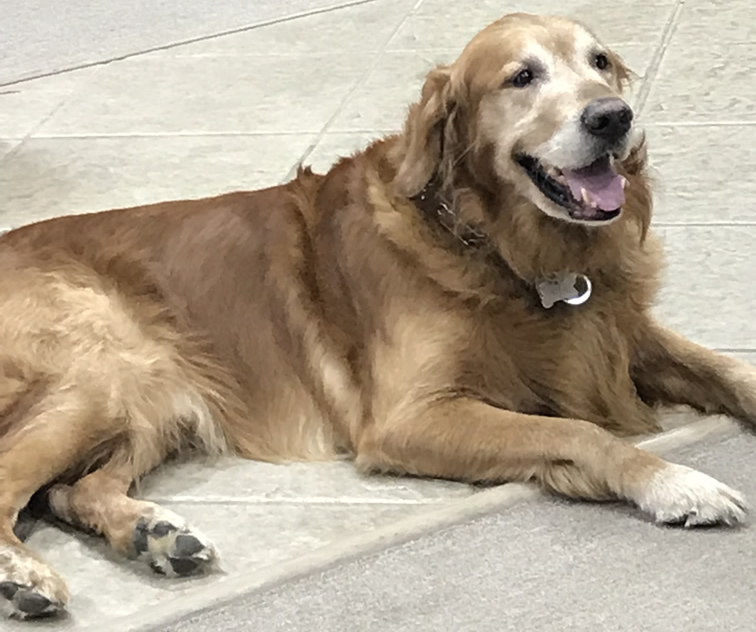 Viking Archery Mascot